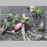 CostaRica_004.jpg