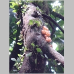 CostaRica_155.jpg