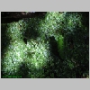 06_DappledLiverwort.JPG